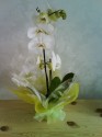 Phalanopsis Orchid Plant